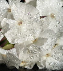 Netýkavka Accent bílá F1 - Impatiens walleriana - osivo netýkavky - 20 ks