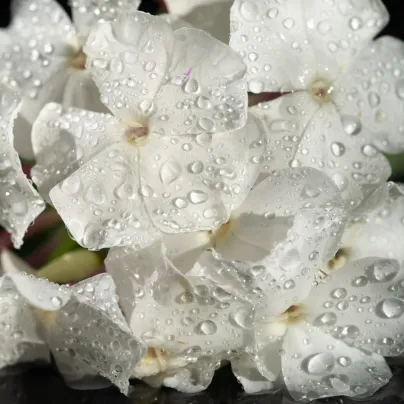 Netýkavka Accent bílá F1 - Impatiens walleriana - osivo netýkavky - 20 ks
