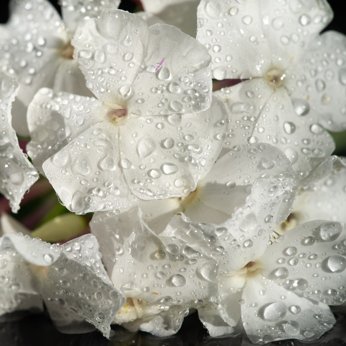Netýkavka Accent bílá F1 - Impatiens walleriana - osivo netýkavky - 20 ks