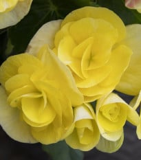 Begonie Nonstop žlutá - Begonia tuberhybrida - hlízy begónií - 2 ks