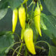 BIO Paprika Sweet Banana - Capsicum anuum - bio osivo papriky - 10 ks