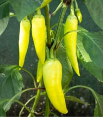 BIO Paprika Sweet Banana - Capsicum anuum - bio osivo papriky - 10 ks