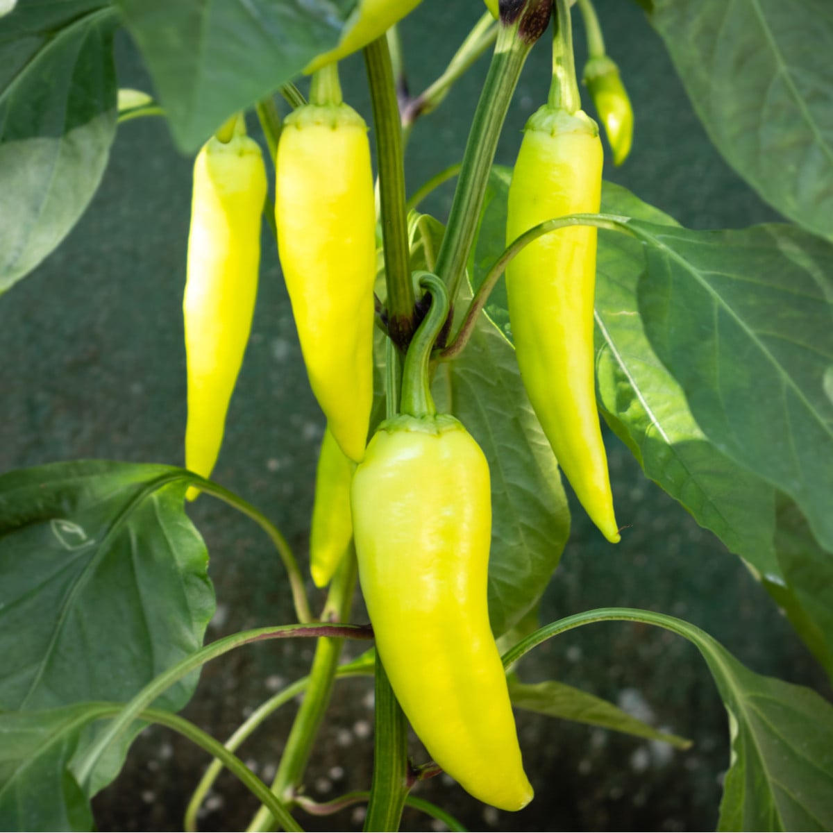 BIO Paprika Sweet Banana - Capsicum anuum - bio osivo papriky - 10 ks