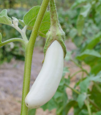 Lilek Bílý Rytíř F1 - Solanum aethiopicum - osivo lilku - 10 ks