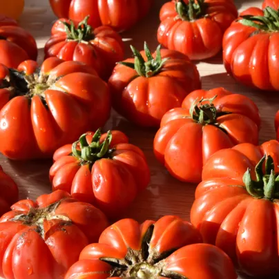 BIO Rajče Bührer-Keel - Solanum lycopersicum - bio osivo rajčat - 8 ks