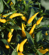 Chilli Aji Pineapple - Capsicum baccatum - osivo chilli - 7 ks