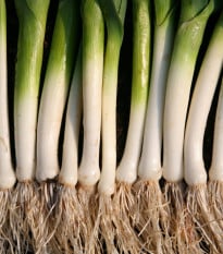 Pór letní Bystrín F1 - Allium porrum - osivo póru - 70 ks