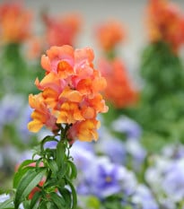 Hledík větší oranžový - Antirrhinum majus - osivo hledíku - 20 ks