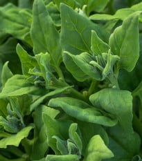 BIO Špenát novozélandský - Tetragonia tetragonoides - bio osivo špenátu