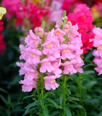 Hledík větší světle růžový - Antirrhinum majus - osivo hledíku - 20 ks