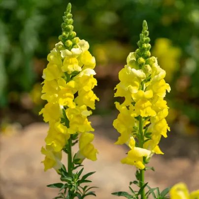 Hledík větší žlutý - Antirrhinum majus - osivo hledíku - 20 ks