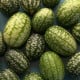 BIO Mexická mini okurka - Melothria scabra - bio osivo okurky - 5 ks