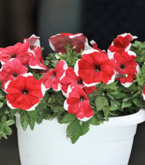 Petúnie Frost Fire - Petunia x grandiflora - osivo petúnie - 30 ks