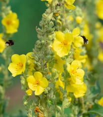 Divizna sápovitá - Verbascum phlomoides - osivo divizny - 0,1 g