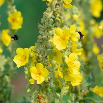 Divizna sápovitá - Verbascum phlomoides - osivo divizny - 0,1 g