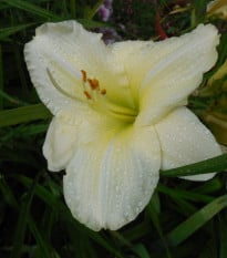 Denivka White Temptation - Hemerocallis - hlízy denivky - 1 ks