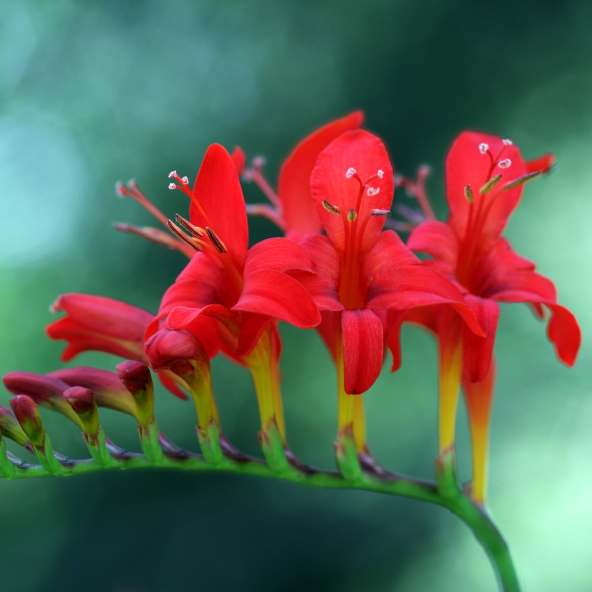 Montbrécie Lucifer - Crocosmia - hlízy montbrécií - 4 ks