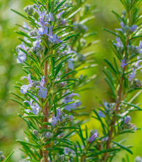 BIO Rozmarýn lékařský - Rosmarinus officinalis - bio osivo rozmarýnu - 30 ks