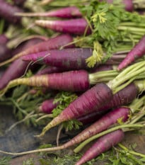 BIO Mrkev fialová Lila Lu SG - Daucus carota - bio osivo mrkve - 200 ks