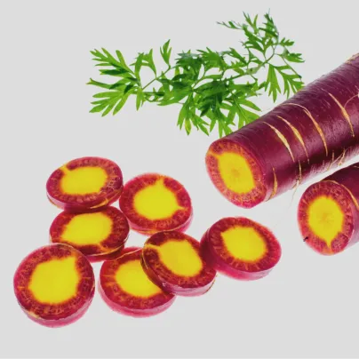 BIO Mrkev fialová Lila Lu SG - Daucus carota - bio osivo mrkve - 200 ks