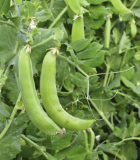 BIO Hrách dřeňový Maxigolt - Pisum sativum - bio osivo hrachu - 35 ks