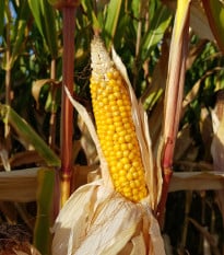 BIO Kukuřice cukrová Golden Bantam - Zea mays - bio osivo kukuřice - 16 ks
