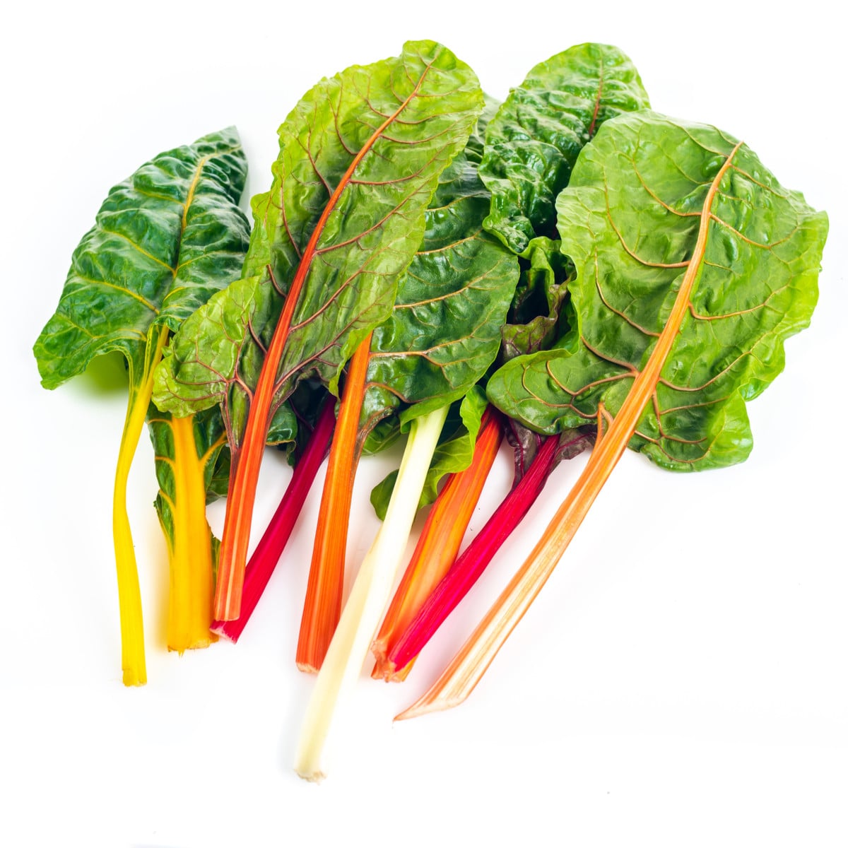 BIO Mangold duhový - Beta vulgaris - bio osivo mangoldu - 45 ks