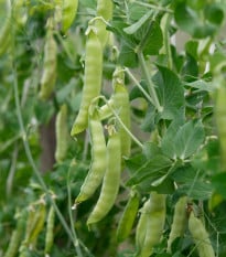 BIO Hrách cukrový Golden Sweet - Pisum sativum - bio osivo hrachu - 35 ks