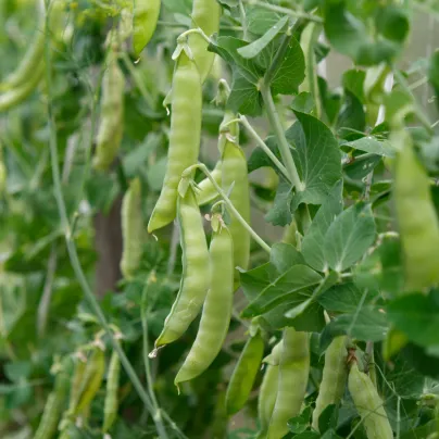 BIO Hrách cukrový Golden Sweet - Pisum sativum - bio osivo hrachu - 35 ks