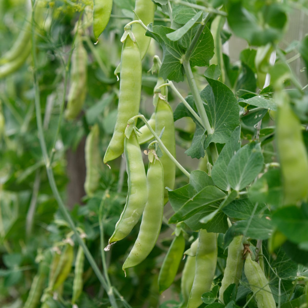 BIO Hrách cukrový Golden Sweet - Pisum sativum - bio osivo hrachu - 35 ks