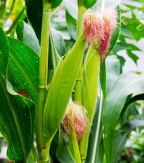 BIO Kukuřice pukancová Cinema - Zea mays - bio osivo kukuřice - 15 ks