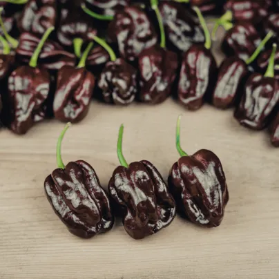 Chilli Brazilský pepř - Capsicum Chinense - osivo chilli - 6 ks