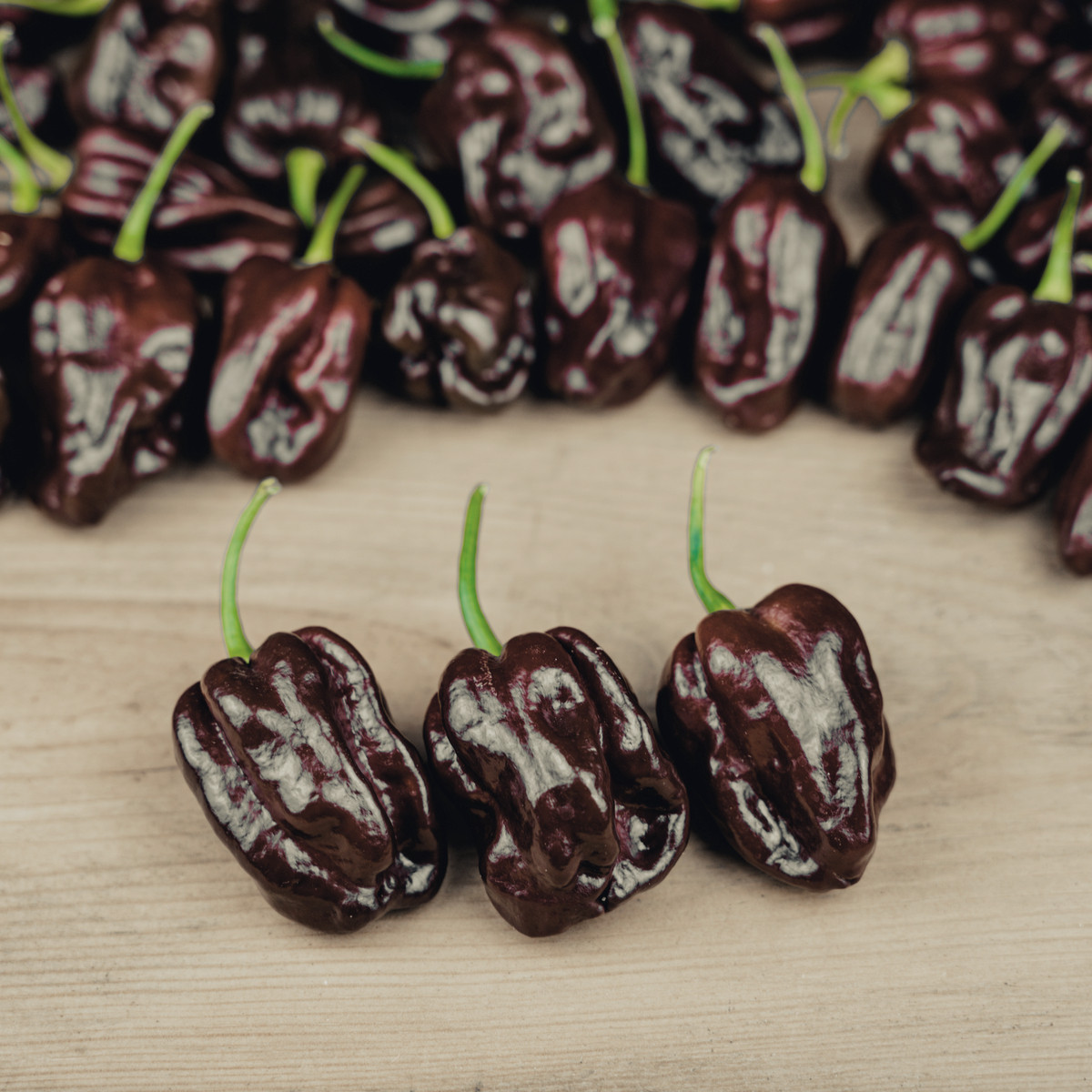 Chilli Brazilský pepř - Capsicum Chinense - osivo chilli - 6 ks