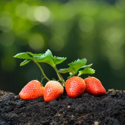 Jahodník Honeyo - Fragaria ananassa - prostokořenná sazenice jahodníku - 5 ks