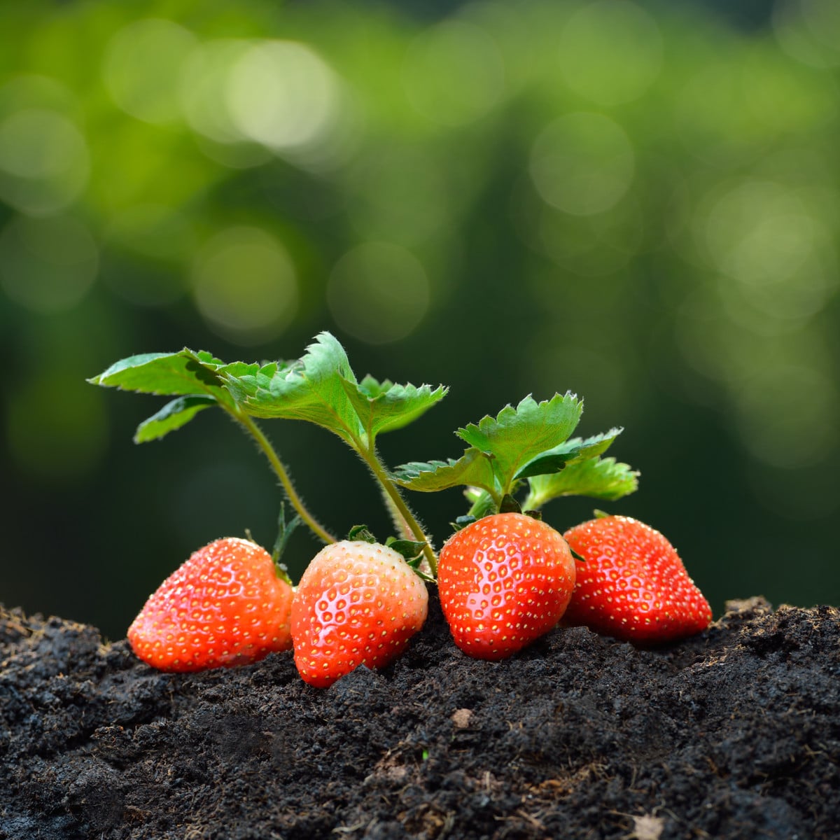 Jahodník Honeyo - Fragaria ananassa - prostokořenná sazenice jahodníku - 5 ks