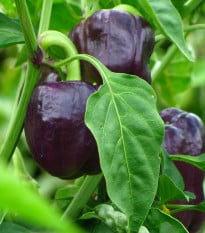 BIO Paprika Babybell Chocolate - Capsicum annuum - bio osivo papriky - 10 ks