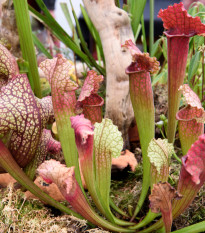 Špirlice mix - Sarracenia - osivo špirlice - 10 ks