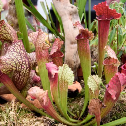 Špirlice mix - Sarracenia - osivo špirlice - 10 ks