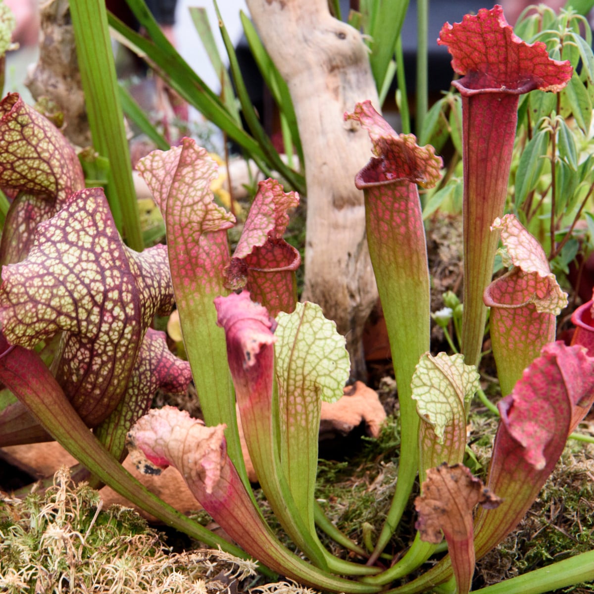 Špirlice mix - Sarracenia - osivo špirlice - 10 ks