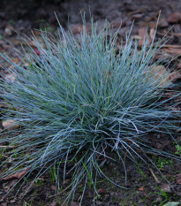 Kostřava Walliská Buddy Blue - Festuca valesiaca - osivo kostřavy - 20 ks