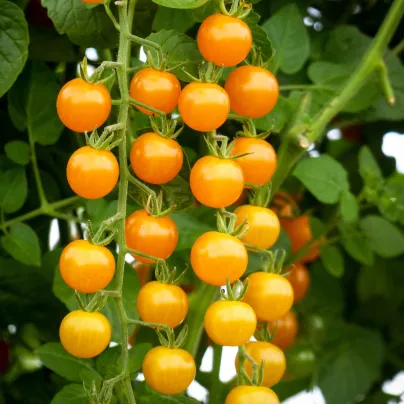 Rajče Yoney F1- Solanum lycopersicum - osivo rajčat - 6 ks