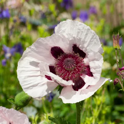 Mák východní Checkers - Papaver orientale - osivo máku - 50 ks