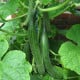 BIO Okurka salátová Picolino F1 - Cucumis sativus - bio osivo okurky - 4 ks