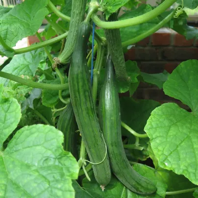 BIO Okurka salátová Picolino F1 - Cucumis sativus - bio osivo okurky - 4 ks