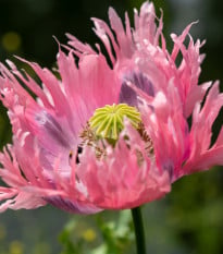 Mák okrasný Lilac Pompon - Papaver somniferum - osivo máku - 200 ks