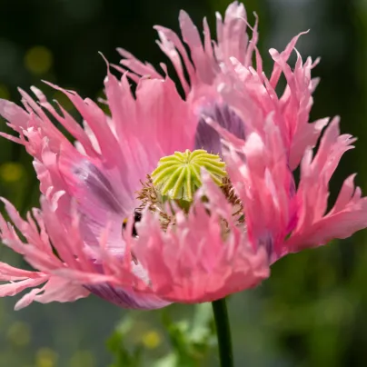 Mák okrasný Lilac Pompon - Papaver somniferum - osivo máku - 200 ks