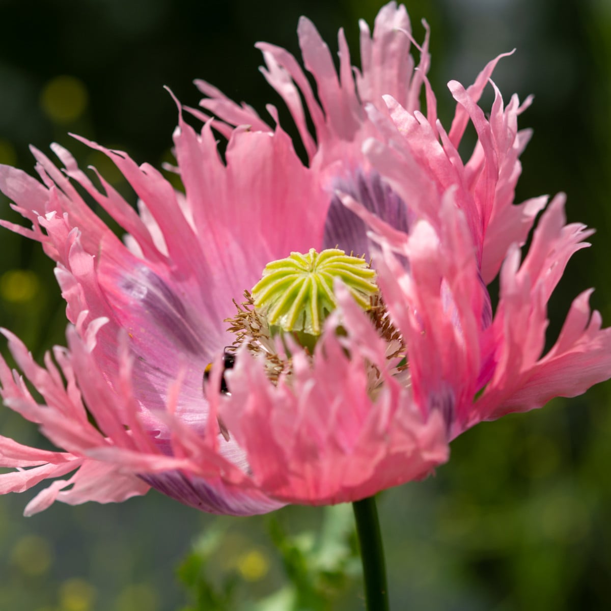 Mák okrasný Lilac Pompon - Papaver somniferum - osivo máku - 200 ks