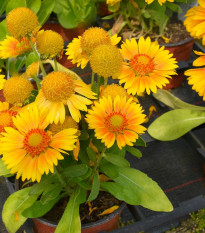 Kokarda Arizona Apricot - Gaillardia aristata - osivo kokardy - 10 ks