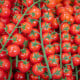 BIO Rajče divoké Rote Murmel - Solanum pimpinellifolium - bio osivo rajčat - 6 ks