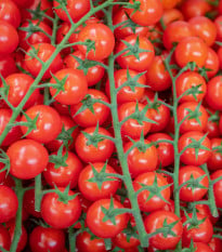 BIO Rajče divoké Rote Murmel - Solanum pimpinellifolium - bio osivo rajčat - 6 ks
